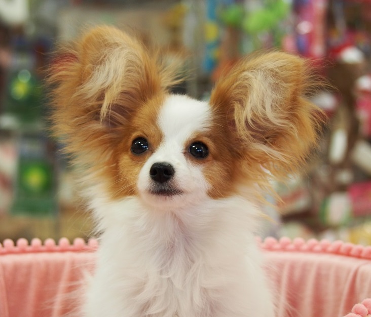 パピヨン子犬生まれました。 - 高知県のその他